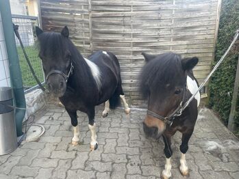 Mini Shetlandpony Stuten, Kerstin, Horses For Sale, Wildon