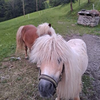 Mini Shetland pony, Sonja, Pferd kaufen, St.Anton