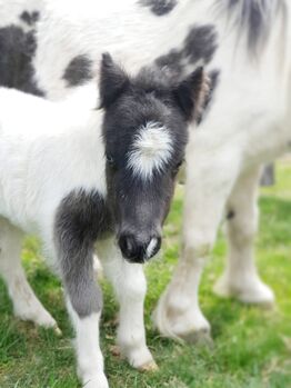 Mini-Shetland Splashed-Tovero Absetzer mit blauem Auge