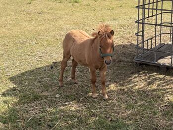 Mini Shetland Hengst
