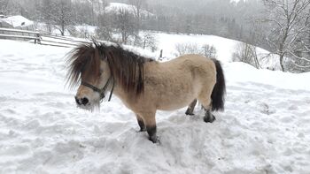 Mini Shetlandpony Hengst, Selina, Pferd kaufen, Ligist