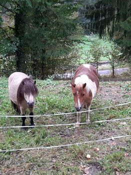 Mini Shetlandpony Hengst