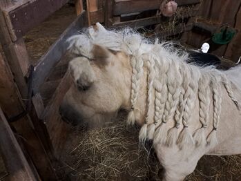 Mini Shetland pony