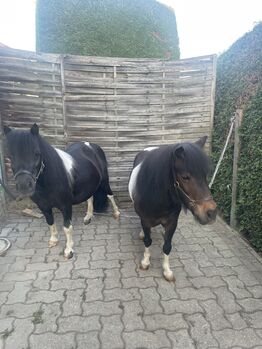 Mini Shetlandpony Stuten