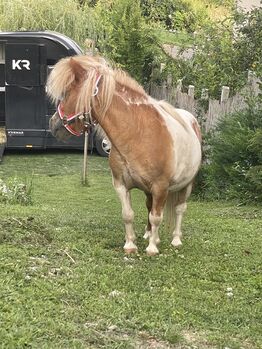 Mini shetland Pony, Eric Hendrickx, Pferd kaufen, Eger