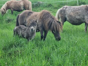 Mini Shetty Stutfohlen in schicker dunkler Jacke, Nadine  (Shettyzucht Frechdachs ), Horses For Sale, Heringen