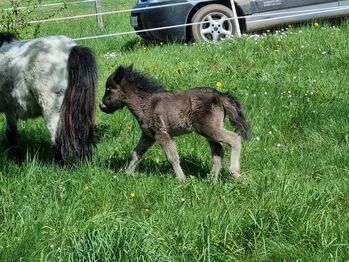 Mini Shetty Stutfohlen in schicker dunkler Jacke