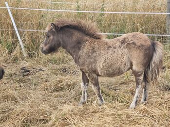 Mini Shetty Stutfohlen in schicker dunkler Jacke, Nadine  (Shettyzucht Frechdachs ), Horses For Sale, Heringen