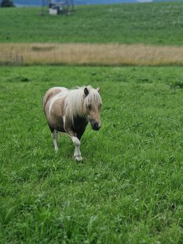 Mini Shetty zu verkaufen