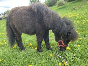 Mini Shetty Hengst Absetzer / Kinderpony / Kutschpony, Alina , Horses For Sale, Koblenz