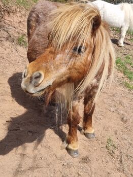 Mini Shetty Stute als Beisteller