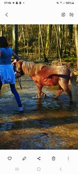 Mini Shetty, Jessica Schotanus , Pferd kaufen, Bergisch Gladbach