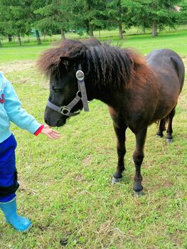 Minishetty Mini-Shetlandpony Pony Mini Shetty Freizeitpony