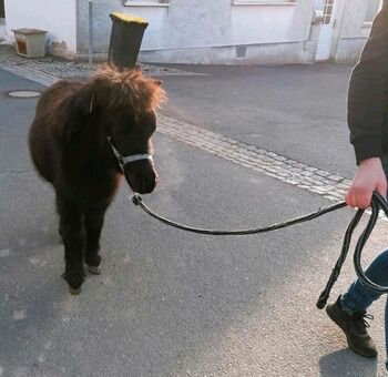 Minishetty Mini-Shetlandpony Pony Mini Shetty Freizeitpony