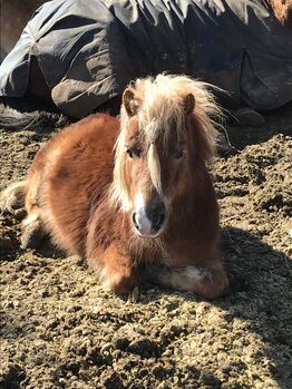 Mini Shetty Hengst, Janina Kefalas, Konie na sprzedaż, Colbitz 