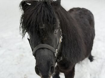 Mini Shetty Hengst, Nicole , Konie na sprzedaż, Weißenhorn 