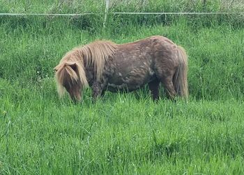 Mini Shetty Stute als Beisteller, Nadine  (Shettyzucht Frechdachs ), Pferd kaufen, Heringen
