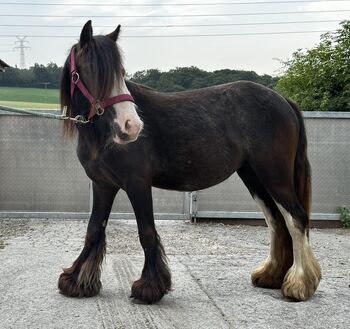 Mini Tinker Stute Tinkerstute 2 jährig, Jenny, Horses For Sale, Velbert