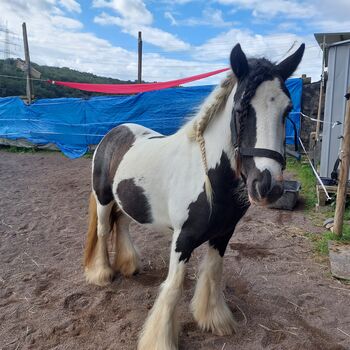 Mini Tinkerstute, Privat, Horses For Sale, Mülheim-Kärlich 