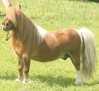 Minipferd (80 cm), 18-jähriger Wallach
