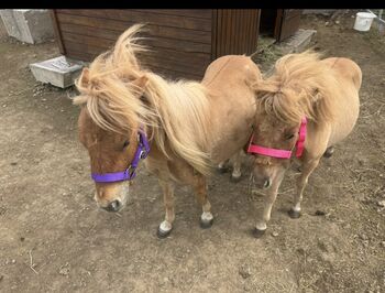 Mini ponys