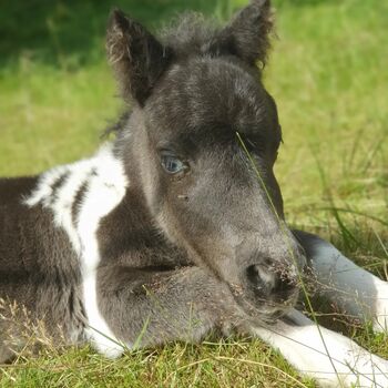 MINISHETLANDPONY STUTFOHLEN