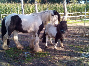 Minishetty - gefahren und geführt geritten, Familie, Pferd kaufen, Rahden