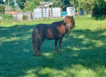 Minishetty Hengst, Franzi, Horses For Sale, Großlohra