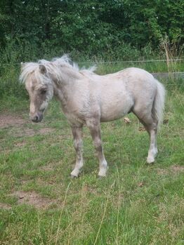 Minishetty Hengstfohlen Mushroomfalbe, Nadine  (Shettyzucht Frechdachs ), Horses For Sale, Heringen