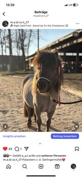 Minishetty Deckhengst Polarstern, Madlen, Horses For Sale, Steyregg