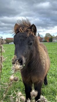 Minishetty, Michaela Dettmer, Horses For Sale, Pollhagen 