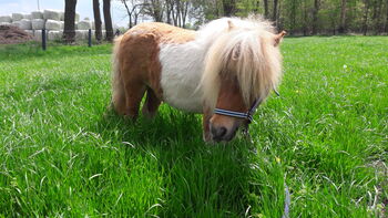 Minishetty, Anette Reiss, Konie na sprzedaż, Gronau (Westfalen)