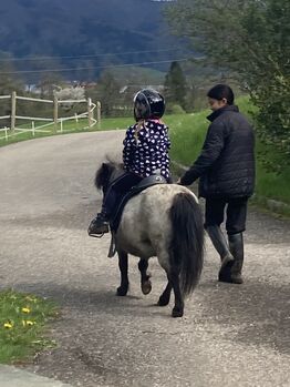 Minishetty, Bianca, Pferd kaufen, Attersee