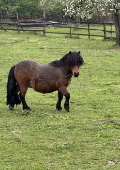 Minishetty such dringend neues Zuhause, Alina, Konie na sprzedaż, Droyßig 