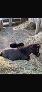 Minishetty Hengst, Madlen, Horses For Sale, Steyregg
