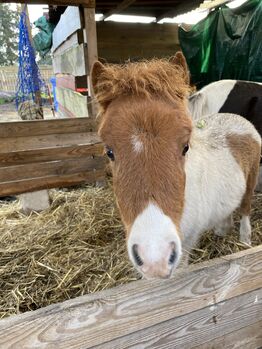 Minishetty-Stutfohlen, Privat, Horses For Sale, Burg