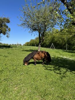 Minishetty such dringend neues Zuhause