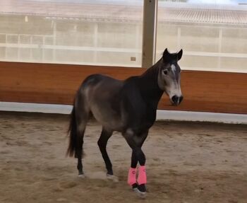 Miss Sinny Bar - bildschöne Quarter Horse Stute mit Potenzial