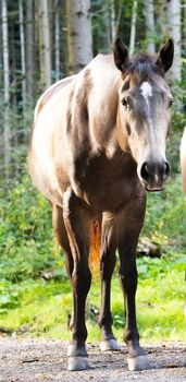 Miss Sinny Bar - bildschöne Quarter Horse Stute mit Potenzial