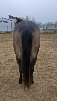 Miss Sinny Bar - bildschöne Quarter Horse Stute mit Potenzial