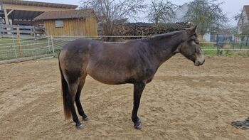 Miss Sinny Bar - bildschöne Quarter Horse Stute mit Potenzial