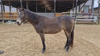 Miss Sinny Bar - bildschöne Quarter Horse Stute mit Potenzial, Kerstin Rehbehn (Pferdemarketing Ost), Konie na sprzedaż, Nienburg