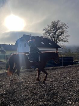 Missouri Foxtrotter Wallach, 7 Jahre alt