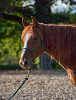 Missouri Foxtrotter Wallach, 7 Jahre alt, Amber Reynaerts, Pferd kaufen, Moosburg