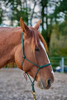 Missouri Foxtrotter Wallach, 7 Jahre alt