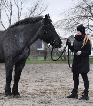 Sanfte kaltblut Stute zur Verfügung, Mina, Horses For Sale, Duisburg 