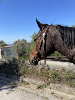 Gentle, curagous Thoroughbred mare 5 years old