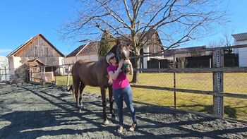 Junge Stute für Springen/Vielseitigkeit