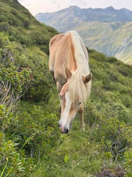 Haflinger Jungstute, Melanie, Konie na sprzedaż, Steinach am Brenner