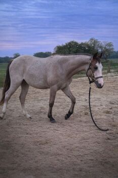 Junge Quarter Horse Stute mit sanftem Wesen und großem Potenzial, Kerstin Rehbehn (Pferdemarketing Ost), Konie na sprzedaż, Nienburg
